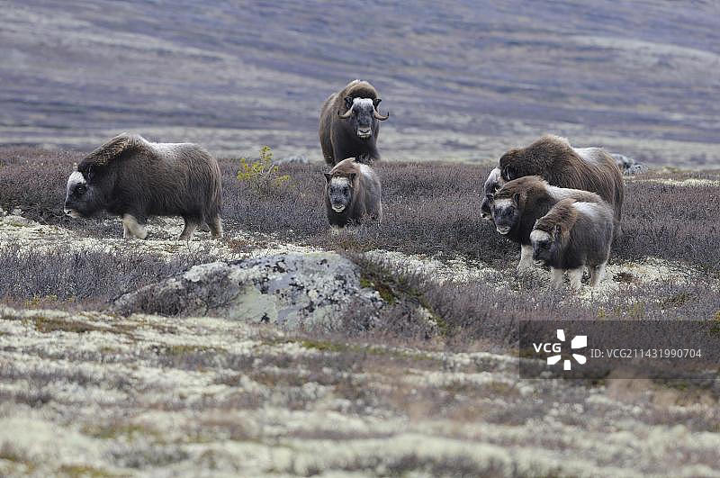 挪威国家公园的麝牛群图片素材