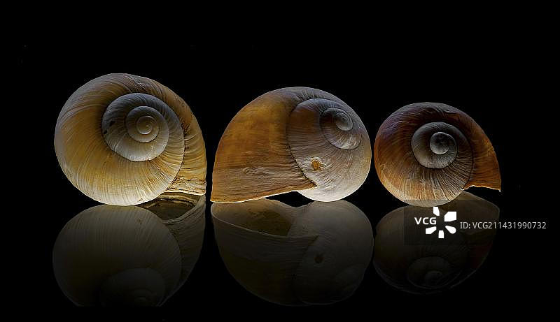 勃艮第蜗牛在玻璃板上的壳图片素材