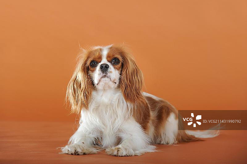 躺着的布伦海姆色查理士王小猎犬图片素材