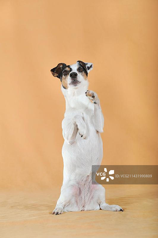 帕森罗素梗犬后腿站立图片素材