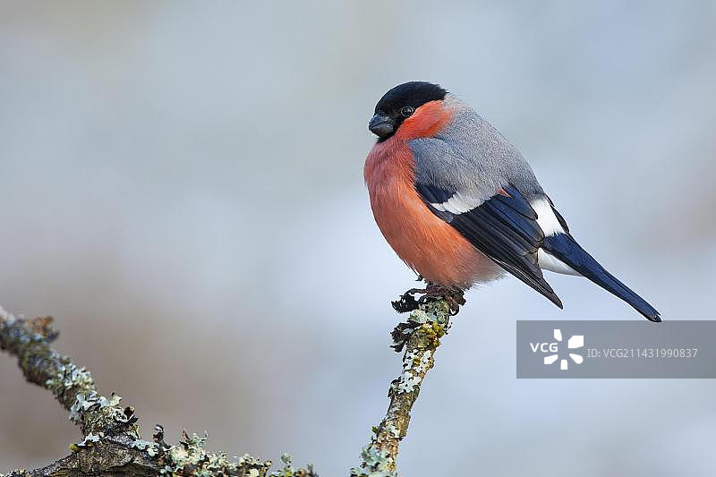 红腹灰雀（雄性），德国莱茵兰-普法尔茨图片素材