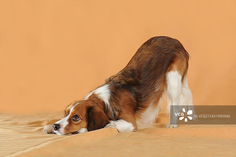 低头鞠躬的荷兰小猎犬图片素材