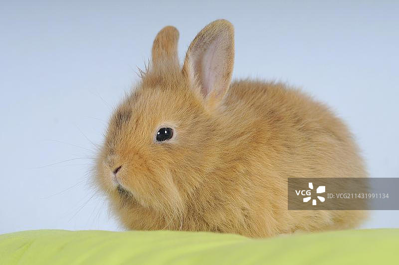 棕色侏儒兔图片素材