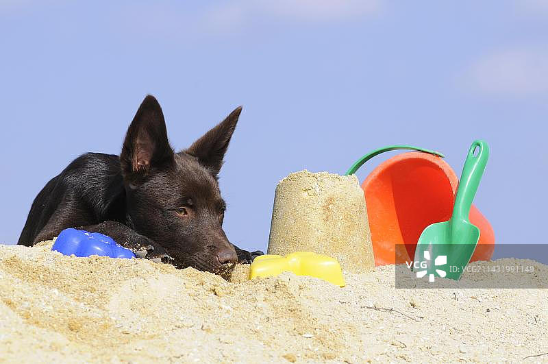 巧克力色澳洲克尔皮犬幼犬，躺在沙滩上图片素材
