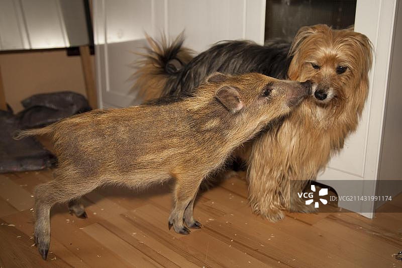 野猪、犬类繁殖（德国莱茵兰-普法尔茨州）图片素材