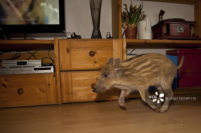 野猪繁殖（德国莱茵兰-普法尔茨）图片素材