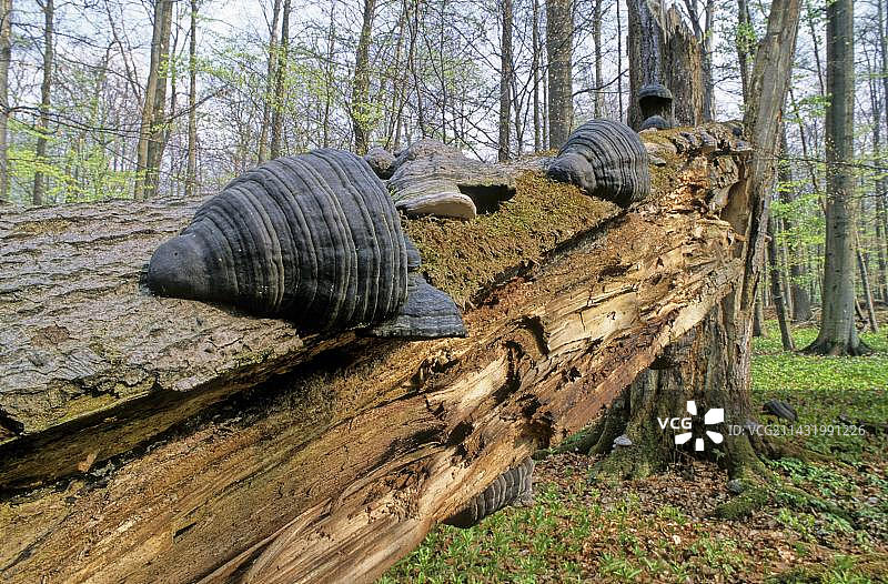 德国海尼希国家公园的枯木和树木图片素材