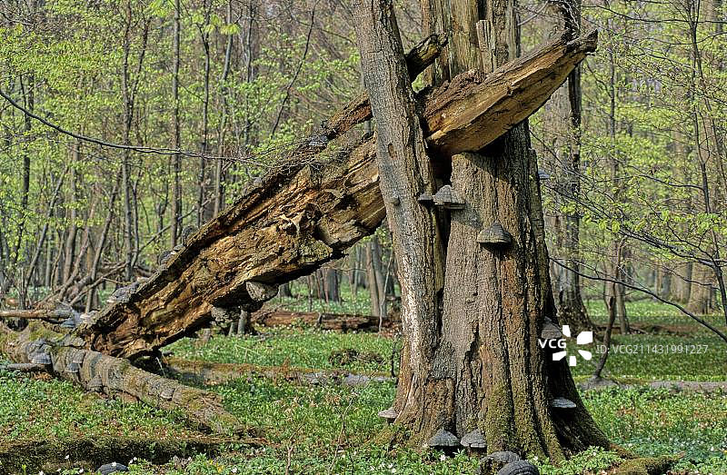 德国海尼希国家公园的枯木和树木图片素材