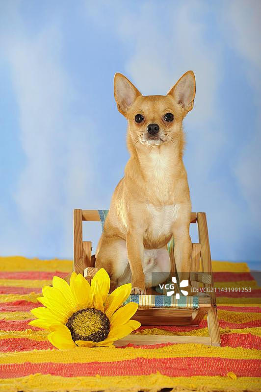 吉娃娃坐在迷你躺椅上，旁边有向日葵图片素材