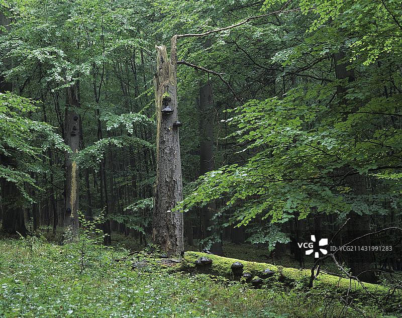 德国图林根州海尼希国家公园，联合国教科文组织世界自然遗产地的山毛榉森林，有枯木图片素材