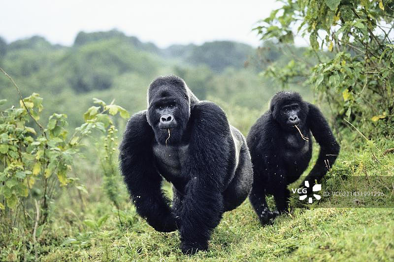 银背和雌性西低地大猩猩，刚果维龙加国家公园图片素材