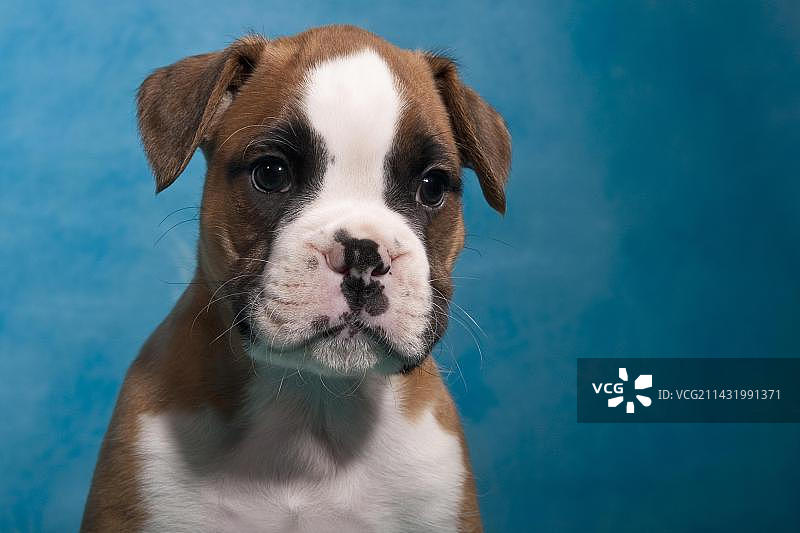 拳师犬幼犬肖像图片素材