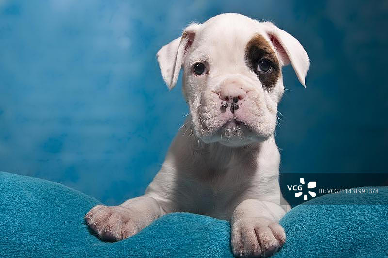 拳师犬幼犬肖像图片素材