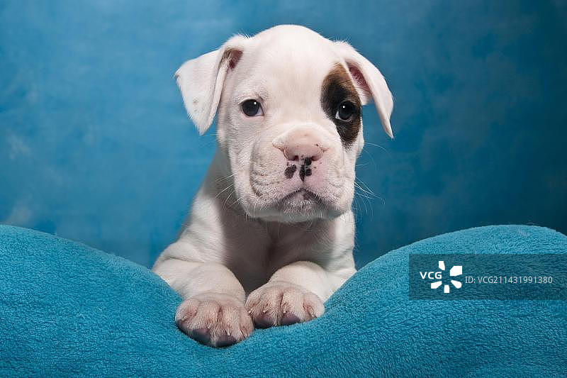 拳师犬幼犬肖像图片素材