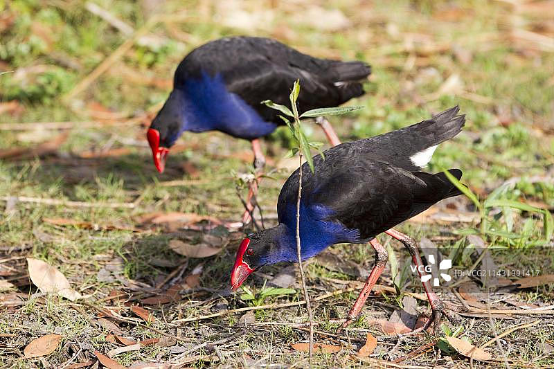 澳洲卡卡杜国家公园的紫水鸡图片素材