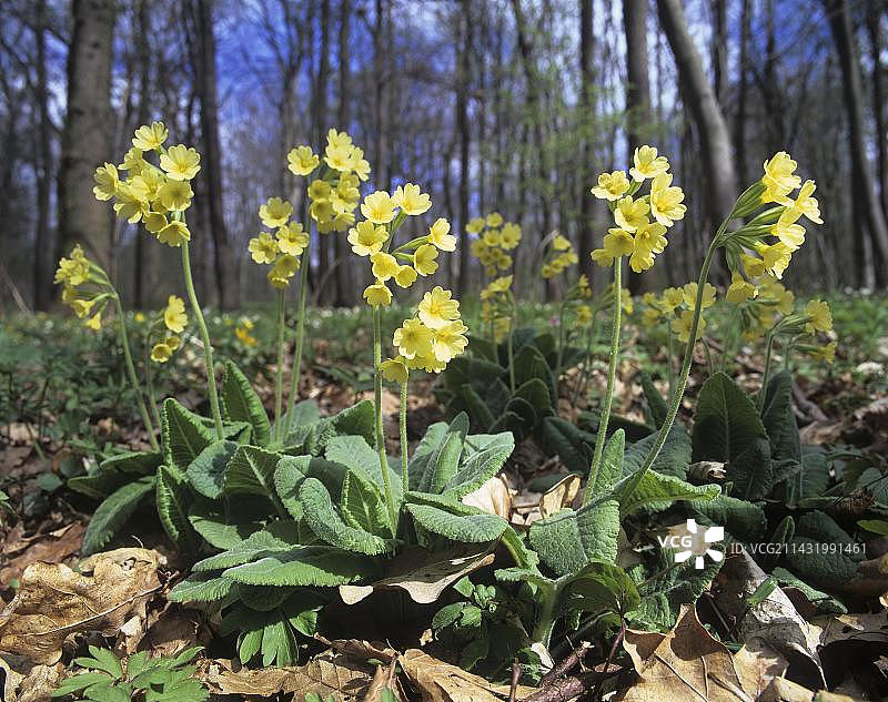 德国海尼希国家公园的报春花图片素材