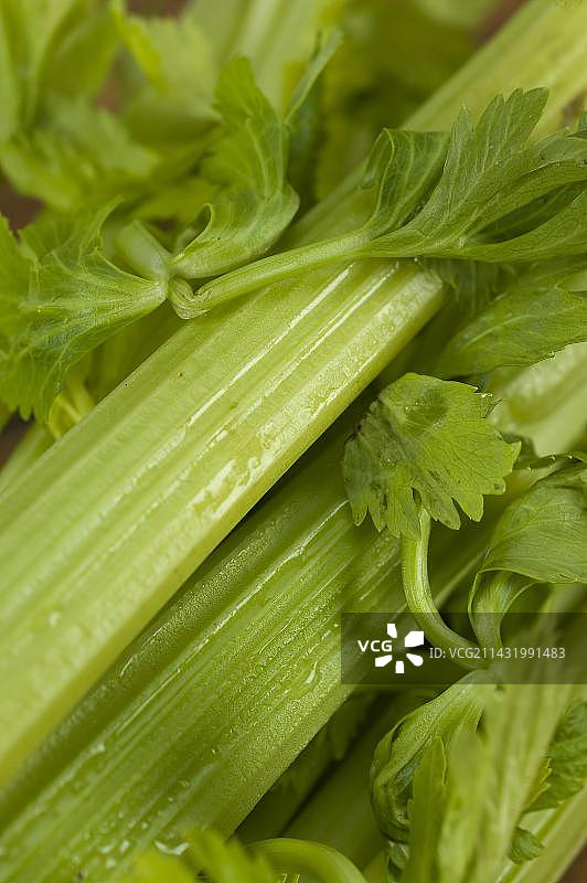 芹菜（Apium graveolens var. dulce）图片素材