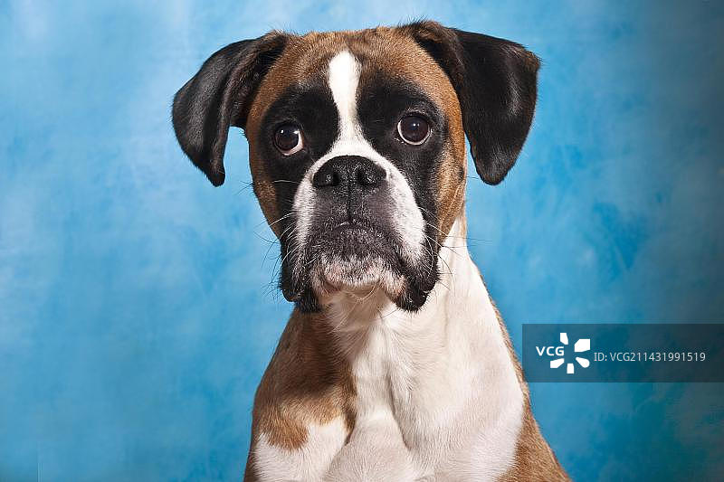 拳击手肖像图片素材