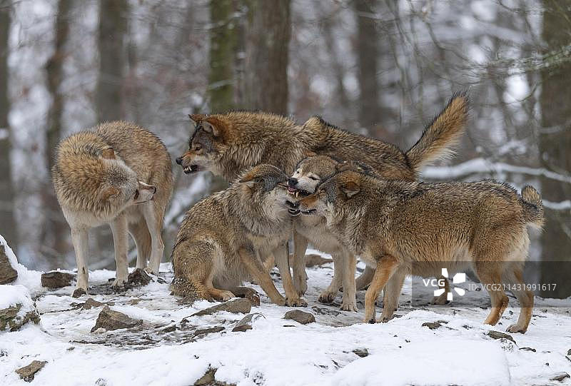 雪地里的阿尔冈昆狼群（灰狼加拿大亚种），群居行为，圈养，德国，欧洲图片素材