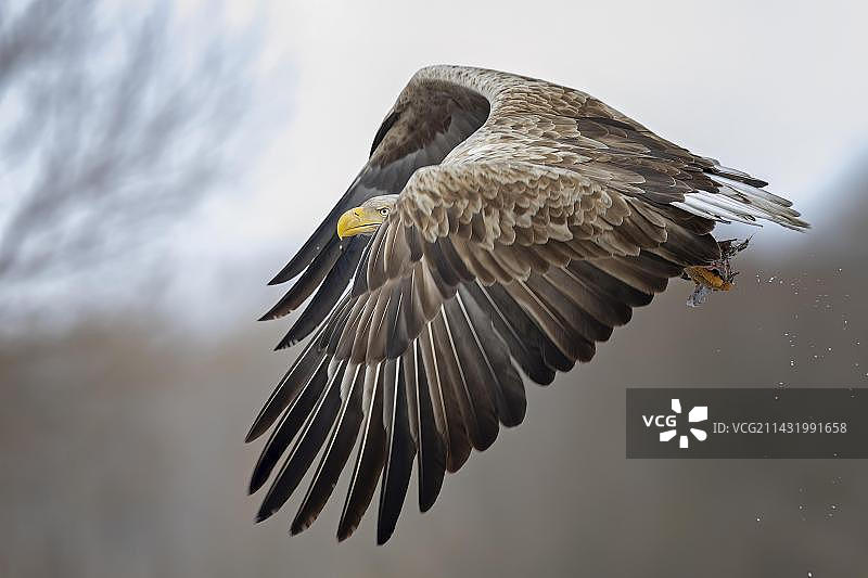 白尾海雕在波兰中部觅食、狩猎、飞行和接近猎物图片素材