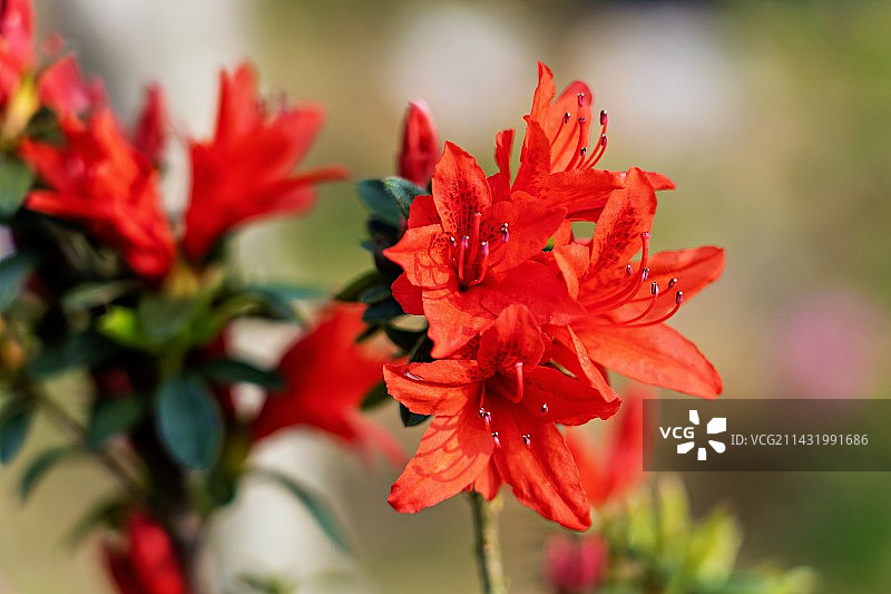 杜鹃花图片素材