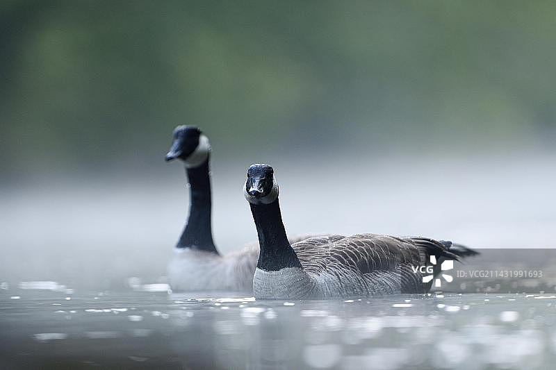 德国伍珀塔尔的加拿大黑雁图片素材