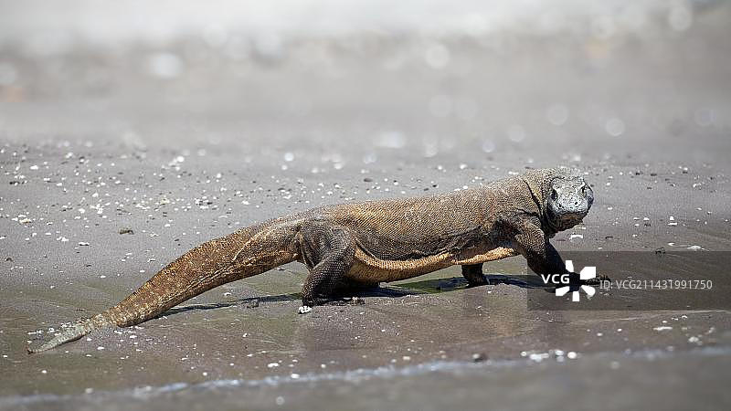 科莫多巨蜥，科莫多国家公园，联合国教科文组织世界遗产，科莫多岛，小巽他群岛，印度尼西亚，亚洲图片素材