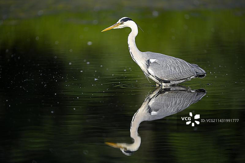 苍鹭在德国北莱茵-威斯特法伦州克里克贝克湖区水中捕猎，有倒影图片素材