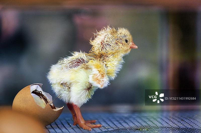小鸡从蛋中孵化，位于德国黑利根基兴鸟类公园的孵化器图片素材