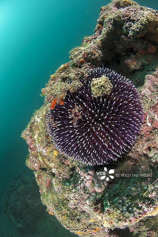 紫色海胆，阿加特角海洋保护区，狮子湾，阿格德角，法国，欧洲图片素材