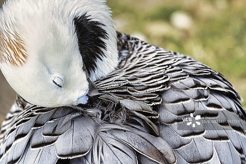 正在梳理羽毛的皇帝鹅图片素材