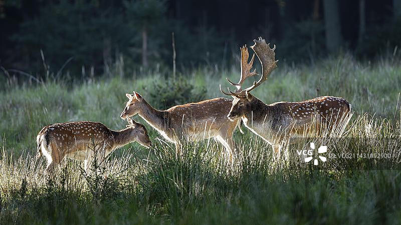 黇鹿在德国Hoher Flaeming高森林中发情期图片素材