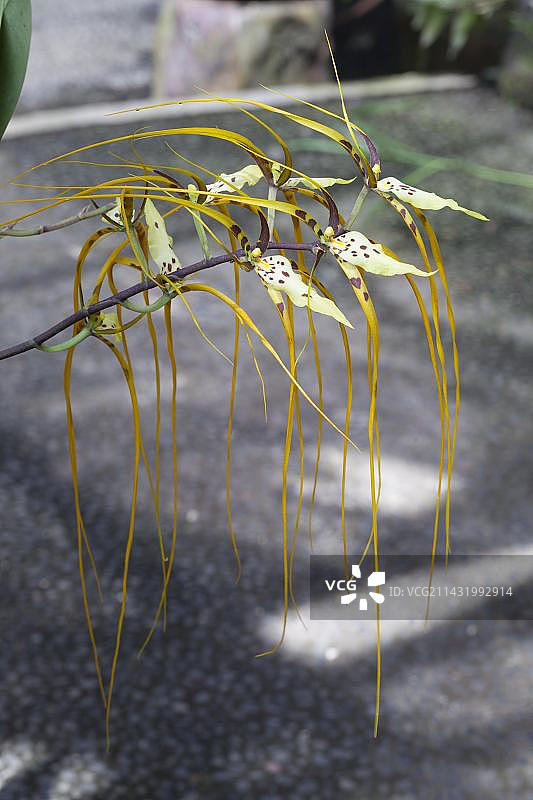 弓形文心兰，巴厘岛植物园，印度尼西亚图片素材