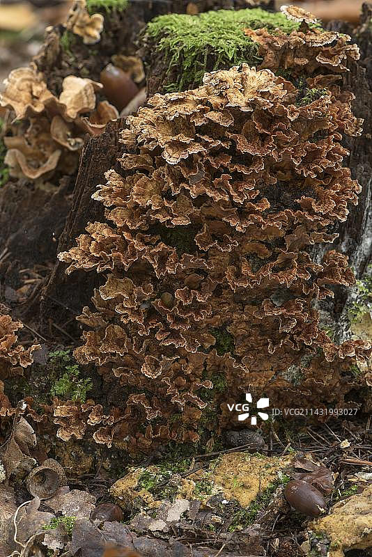德国巴伐利亚州的蝴蝶栓菌图片素材