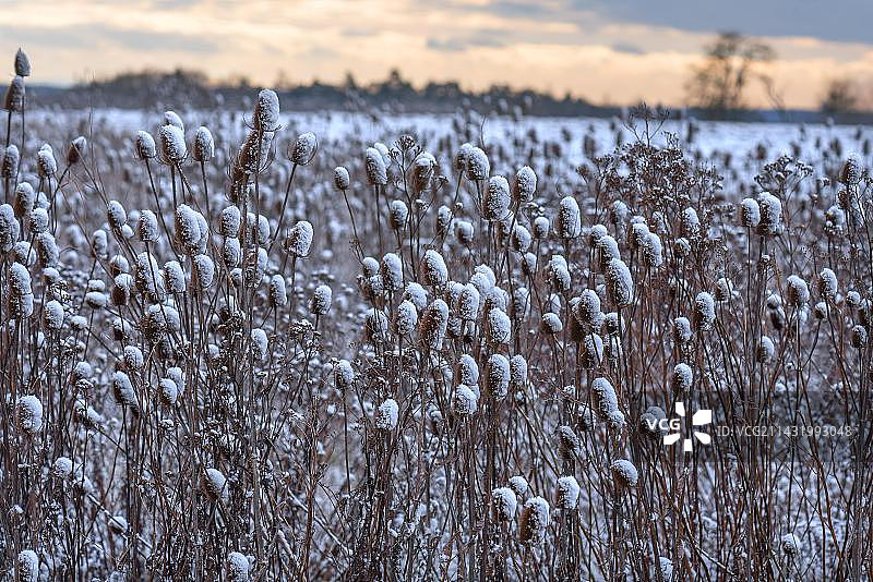 德国巴伐利亚白雪覆盖的野生续断花田图片素材
