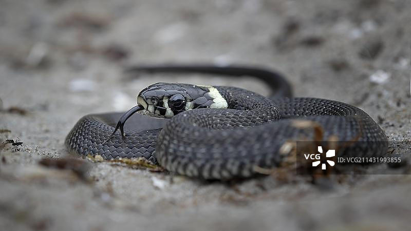 德国波登湖区国家公园的幼年草蛇图片素材