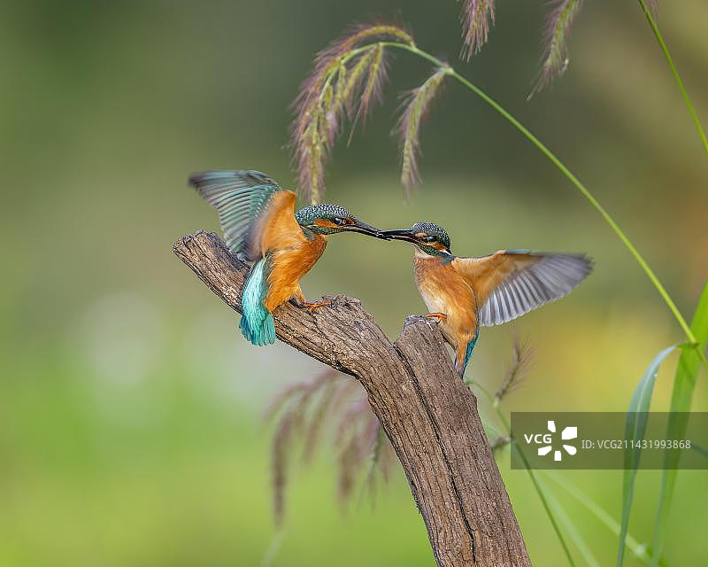 德国萨克森-安哈尔特州中部易北河生物圈保护区的普通翠鸟图片素材
