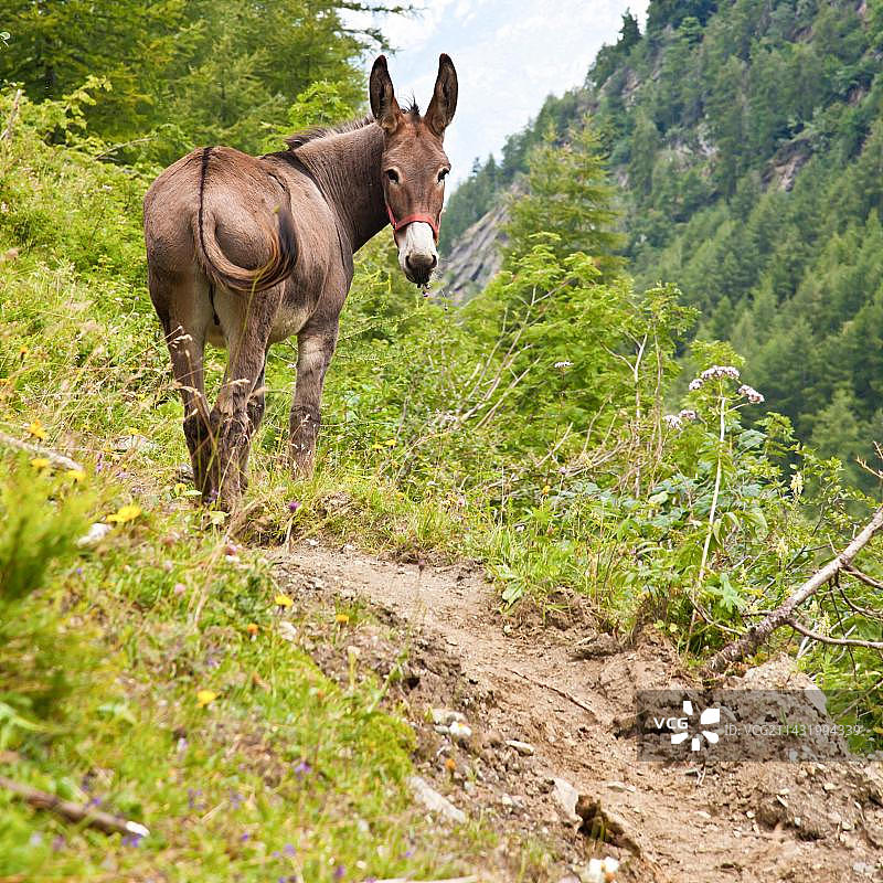 意大利皮埃蒙特区奥尔谢拉公园：公园里自由的驴图片素材