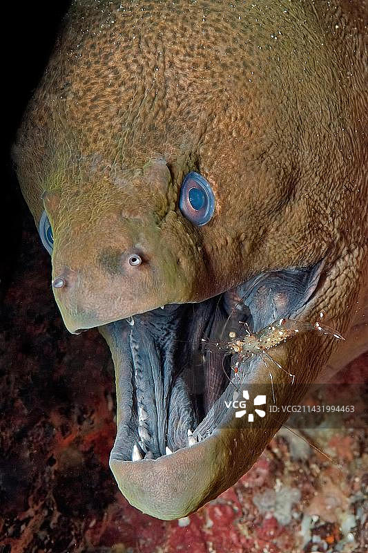 共生:珊瑚礁中的掠食者巨型海鳝(Gymnothorax javanicus)看着观看者张开嘴,清洁虾(Urocaridella antonbruunii)布鲁恩的伙伴虾去除寄生虫,红海,洪加达,埃及,非洲图片素材