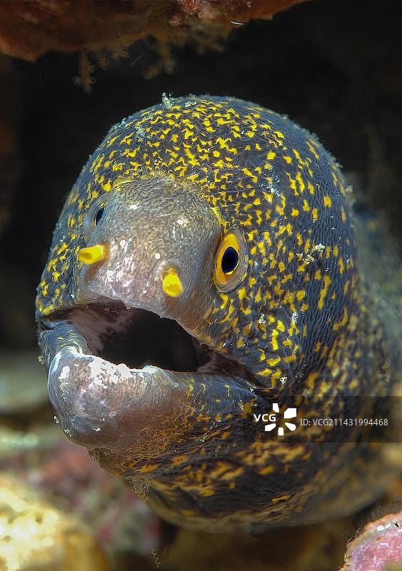 海鳗头部特写，红海，埃及图片素材