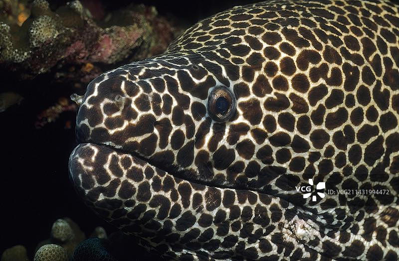 加勒比海链状海鳝特写图片素材