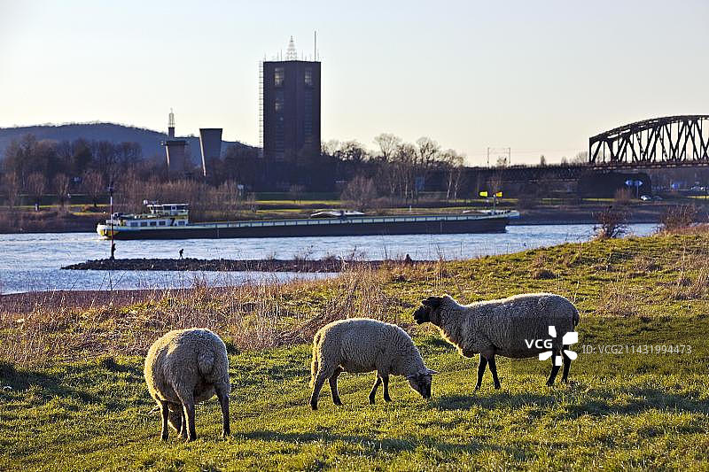 德国鲁尔区Duisburg莱茵河草甸上的绵羊，莱茵河上有货船，Moers有Rheinpreussen VIII矿井图片素材