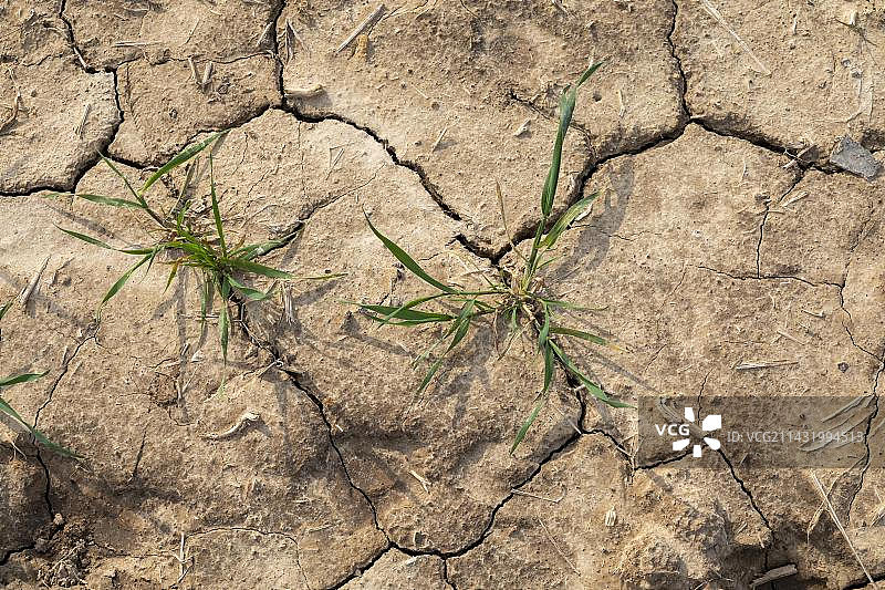 密歇根州皮内博格，密歇根州拇指地区的农田旱地图片素材