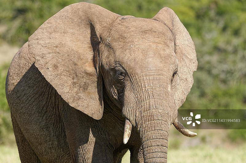 成年非洲草原象特写，位于南非东开普省阿多大象国家公园图片素材