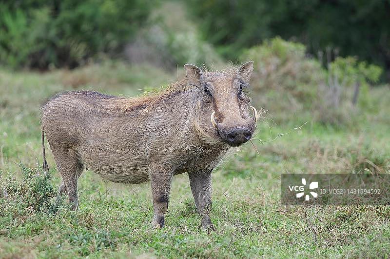 非洲 common 疣猪(Phacochoerus africanus),成年雌性在草原上吃草,南非东开普省阿多大象国家公园图片素材
