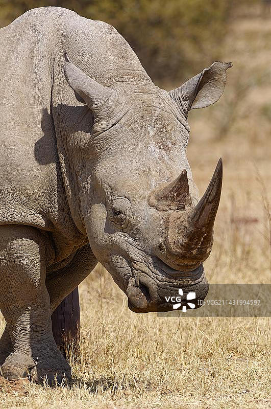 南非马拉凯勒国家公园营地边缘行走的成年雌性白犀牛图片素材