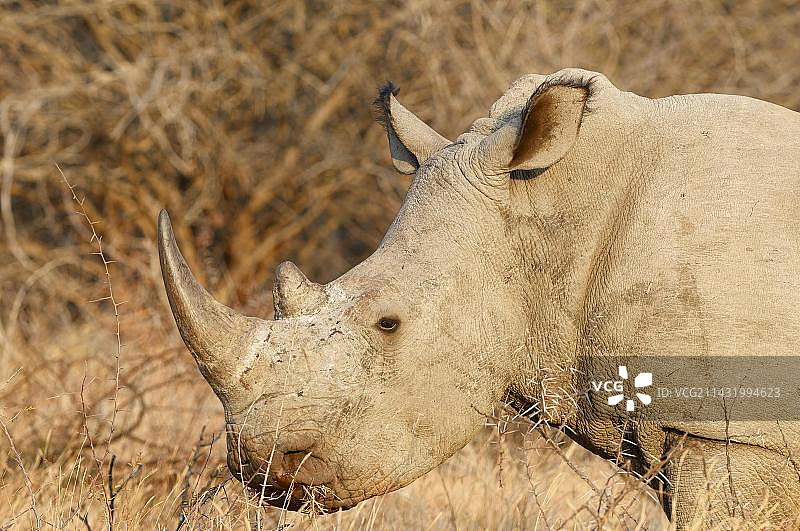 南非林波波省马拉凯勒国家公园，成年白犀牛在草地上觅食图片素材