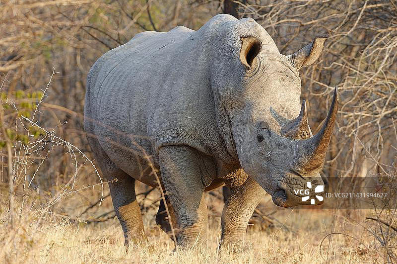 成年雌性白犀牛，位于南非林波波省马拉凯勒国家公园图片素材