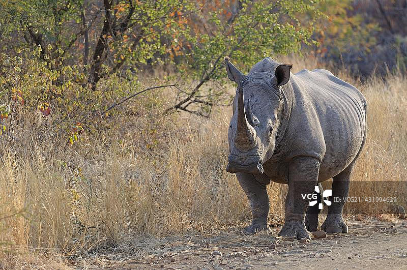 南非林波波省马拉凯莱国家公园的成年雌性白犀牛图片素材
