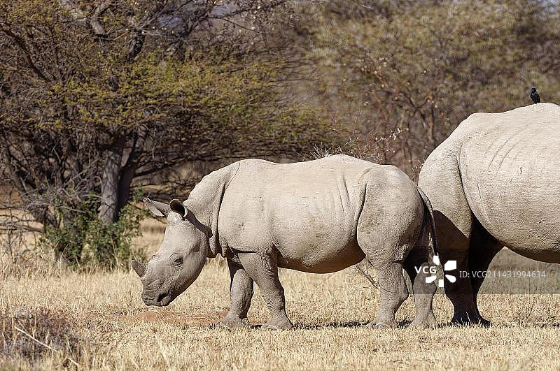 白色犀牛母子在南非林波波省马拉凯莱国家公园的干燥草原上图片素材